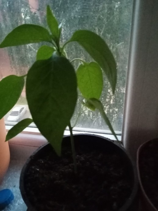 про горький перец про горький перец