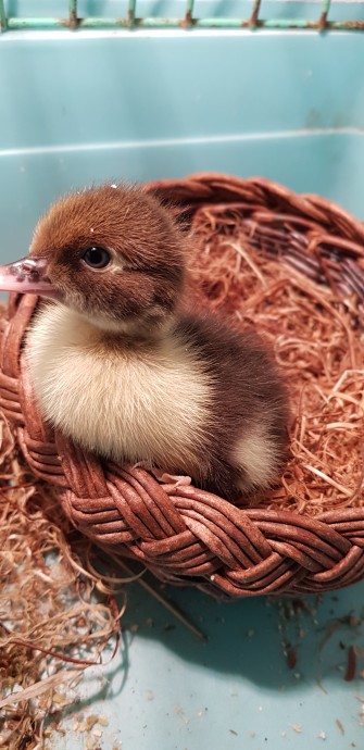 Корзинка из бумажной лозы Корзинка из бумажной лозы