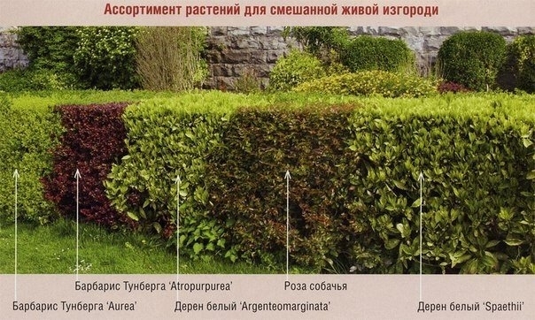 Живая изгородь на даче своими руками - подробное пошаговое руководство Живая изгородь на даче своими руками - подробное пошаговое руководство