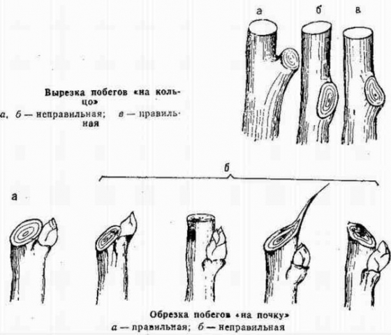 Обрезка плодовых деревьев