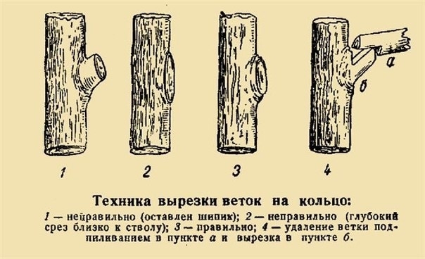 Обрезка плодовых деревьев