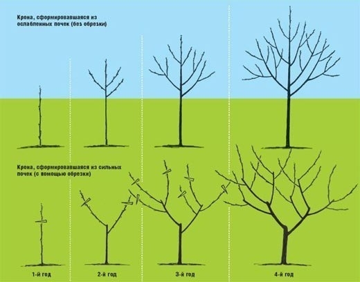 Обрезка плодовых деревьев