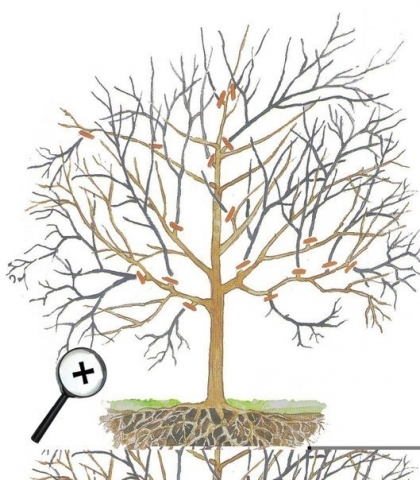 Обрезка плодовых деревьев