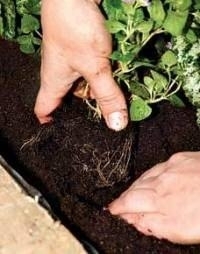 Как сделать цветущее бревно Как сделать цветущее бревно