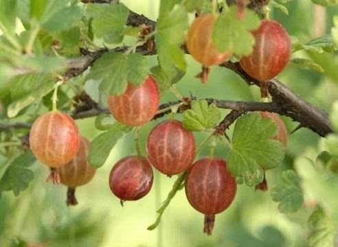 Как правильно посадить крыжовник Как правильно посадить крыжовник