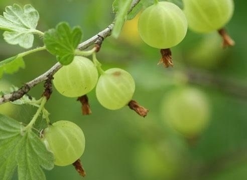 Как правильно посадить крыжовник Как правильно посадить крыжовник