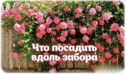 Что посадить вдоль забора Что посадить вдоль забора