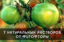 Как избавить томаты от злостного недуга
