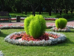 Кохия - летний кипарис. Кохия - летний кипарис.