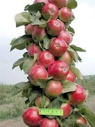 Колонновидная яблоня Колонновидная яблоня
