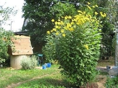 Лечебные свойства топинамбура. Лечебные свойства топинамбура.