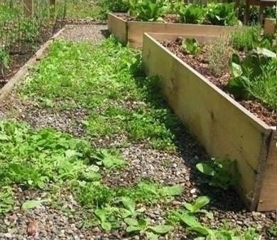 УНИЧТОЖИТЬ СОРНЯКИ УНИЧТОЖИТЬ СОРНЯКИ