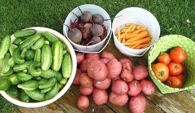Советы и хитрости для садоводов. Советы и хитрости для садоводов.