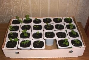 Петуния. Посадка и выращивание. Петуния. Посадка и выращивание.