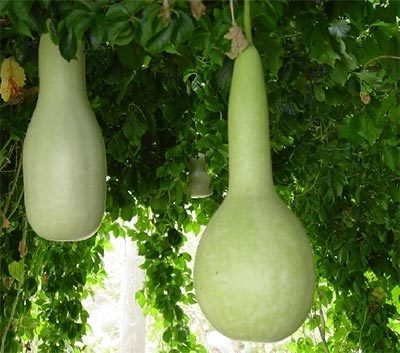 Лагенария Лагенария