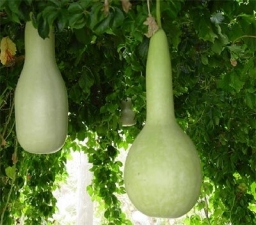 Лагенария Лагенария