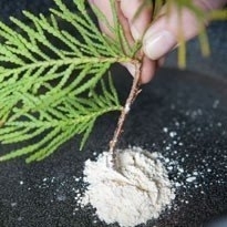 Размножение хвойных черенками. Размножение хвойных черенками.