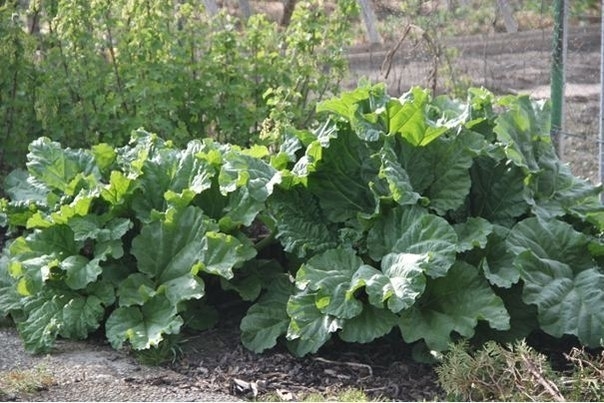Ревень волнистый - Rheum Rhabarbarum Ревень волнистый - Rheum Rhabarbarum