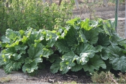 Ревень волнистый - Rheum Rhabarbarum Ревень волнистый - Rheum Rhabarbarum