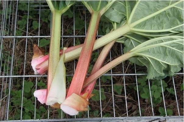 Ревень волнистый - Rheum Rhabarbarum Ревень волнистый - Rheum Rhabarbarum
