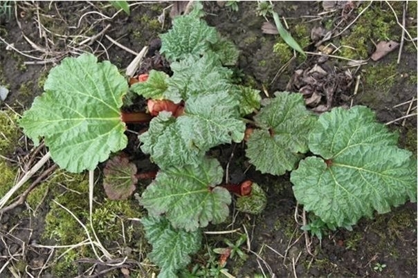 Ревень волнистый - Rheum Rhabarbarum Ревень волнистый - Rheum Rhabarbarum