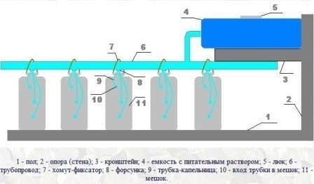Выращиваем клубнику у себя дома в... мешках Выращиваем клубнику у себя дома в... мешках