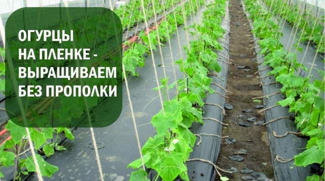 Огурцы на пленке Огурцы на пленке