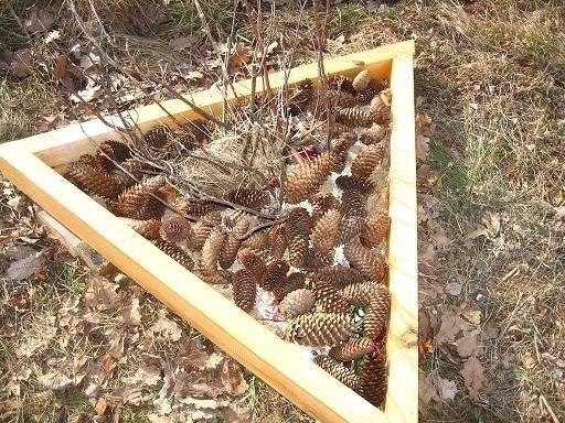 Применение шишек на даче Применение шишек на даче