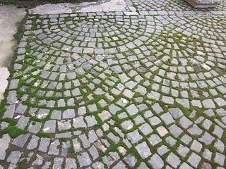 Мох на даче или во дворе - выращиваем сами Мох на даче или во дворе - выращиваем сами
