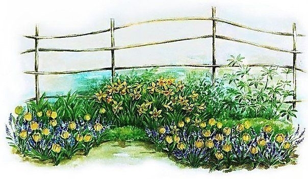 Клумба непрерывного цветения Клумба непрерывного цветения