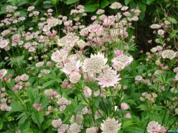 Астранция крупная (Astrantia major) Астранция крупная (Astrantia major)