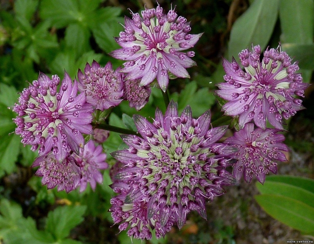 Астранция крупная (Astrantia major) Астранция крупная (Astrantia major)