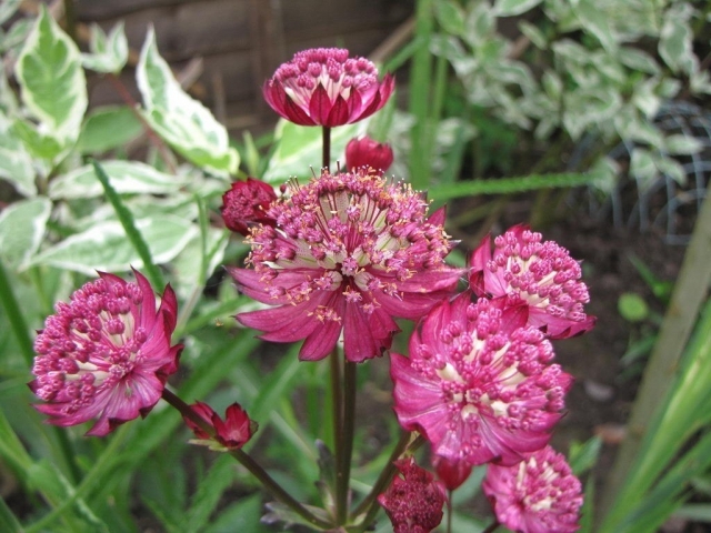 Астранция крупная (Astrantia major) Астранция крупная (Astrantia major)