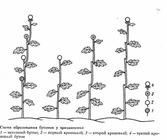 Как вырастить шикарные хризантемы Как вырастить шикарные хризантемы