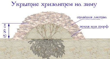 Как вырастить шикарные хризантемы Как вырастить шикарные хризантемы