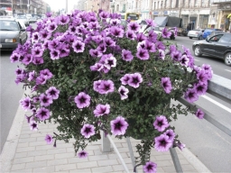 Ампельные растения для сада Ампельные растения для сада