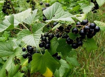 Можно ли ускоренно размножать смородину Можно ли ускоренно размножать смородину