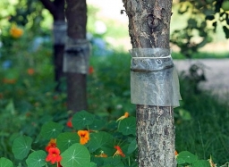 Ловчие пояса Ловчие пояса