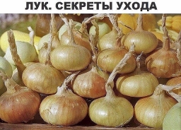 Лук. Секреты ухода и большого урожая. Лук. Секреты ухода и большого урожая.