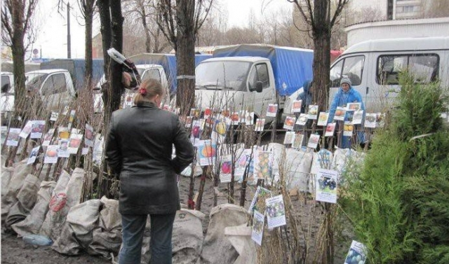 Что необходимо знать при покупке саженцев? Что необходимо знать при покупке саженцев?