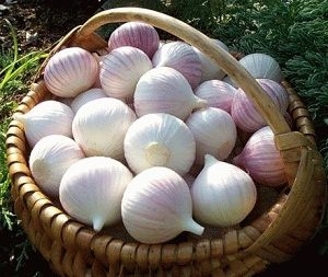 Подкормка чеснока весной Подкормка чеснока весной