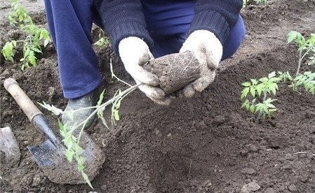 Уменьшаем стресс при пересадке рассады в грунт! Уменьшаем стресс при пересадке рассады в грунт!
