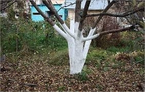 Состав побелки для деревьев своими руками Состав побелки для деревьев своими руками