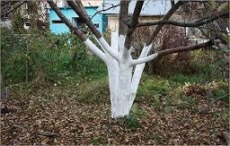 Состав побелки для деревьев своими руками Состав побелки для деревьев своими руками