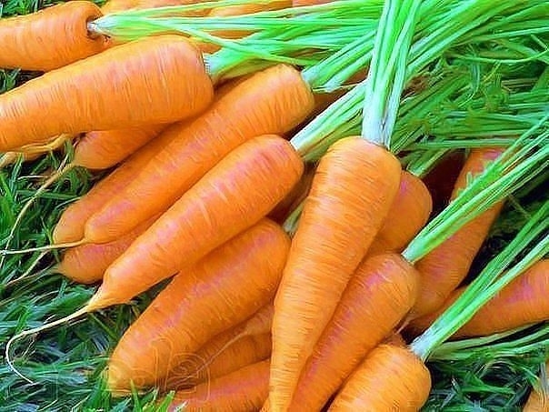 Эффективный способ посадки моркови Эффективный способ посадки моркови