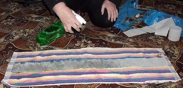 Выращиваем рассаду без земли, на полоске из целлофанового пакета Выращиваем рассаду без земли, на полоске из целлофанового пакета