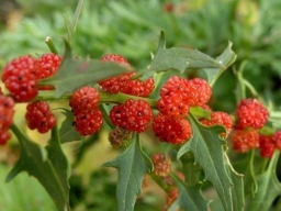 Марь многолистная (Земляничный шпинат). Марь многолистная (Земляничный шпинат).