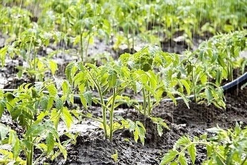 Сколько воды требуется овощным культурам Сколько воды требуется овощным культурам