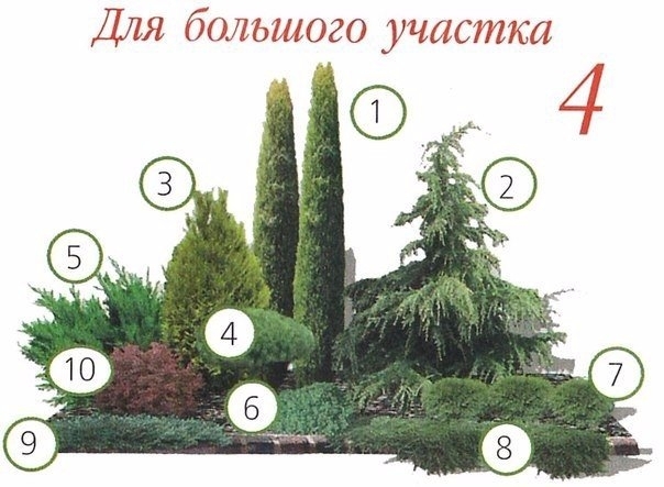 Клумбы с хвойными растениями! Клумбы с хвойными растениями!
