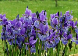 ЧЕМ ПОДКОРМИТЬ ИРИСЫ ВЕСНОЙ ЧЕМ ПОДКОРМИТЬ ИРИСЫ ВЕСНОЙ